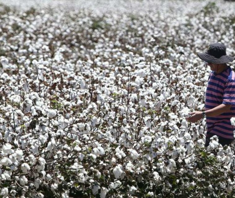 Aumenta 123 % la producción de algodón en el país