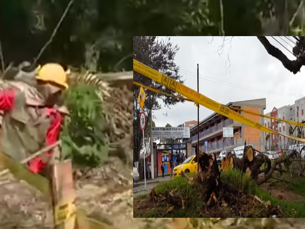 Arboles de Cali en peligro