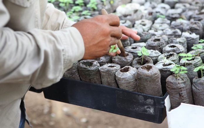 La multinacional Cerrejón sigue sembrando árboles para tupir las tierras que han sido intervenidas en la extracción del mineral.