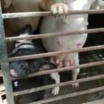 Criaderos de perros ilegales, una práctica que sigue creciendo en Neiva