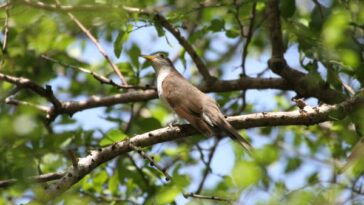 En Cerrejón se han avistado 279 especies de aves.