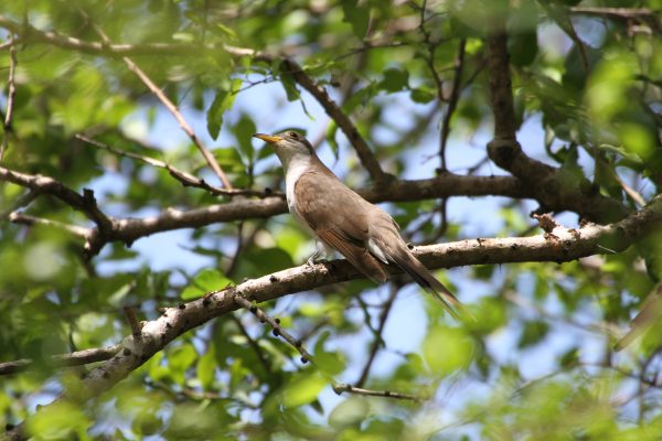 En Cerrejón se han avistado 279 especies de aves.
