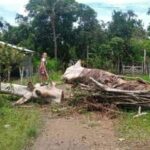 En San Pelayo claman ayuda de Afinia: árbol cayó con todo y cableado