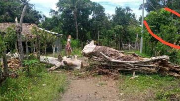 En San Pelayo claman ayuda de Afinia: árbol cayó con todo y cableado