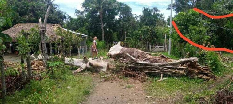 En San Pelayo claman ayuda de Afinia: árbol cayó con todo y cableado