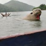 En video: nuevo avistamiento de elefante marino nadando en las playas del chocó