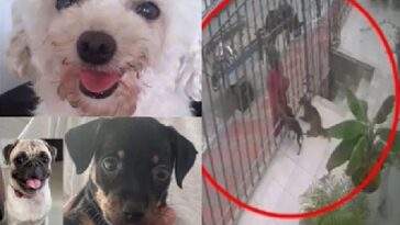 «Hasta los perros» son víctimas de la delincuencia que azota a Barranquilla, ya se han robado tres