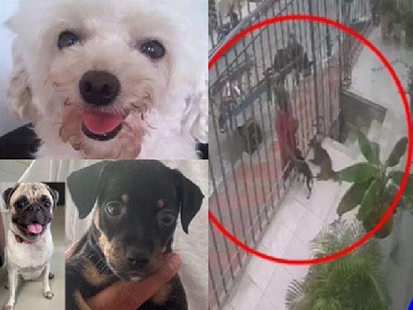 «Hasta los perros» son víctimas de la delincuencia que azota a Barranquilla, ya se han robado tres
