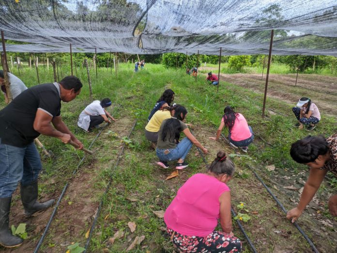 Huertas y proyectos productivos mejorarían seguridad alimentaria en zonas de Arauca