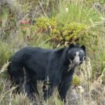 Instalaran cercado eléctrico para proteger hábitat de oso andino y otras especies