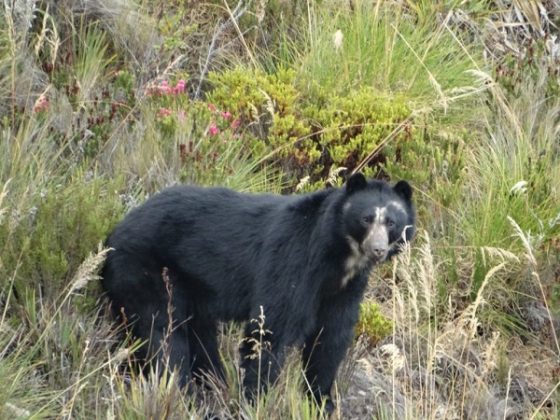 Instalaran cercado eléctrico para proteger hábitat de oso andino y otras especies