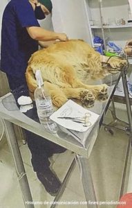 En la fotografía se observa un perro de raza golden tendido en una camilla y un veterinario brindándole atención en una herida que presentaba en su costado.