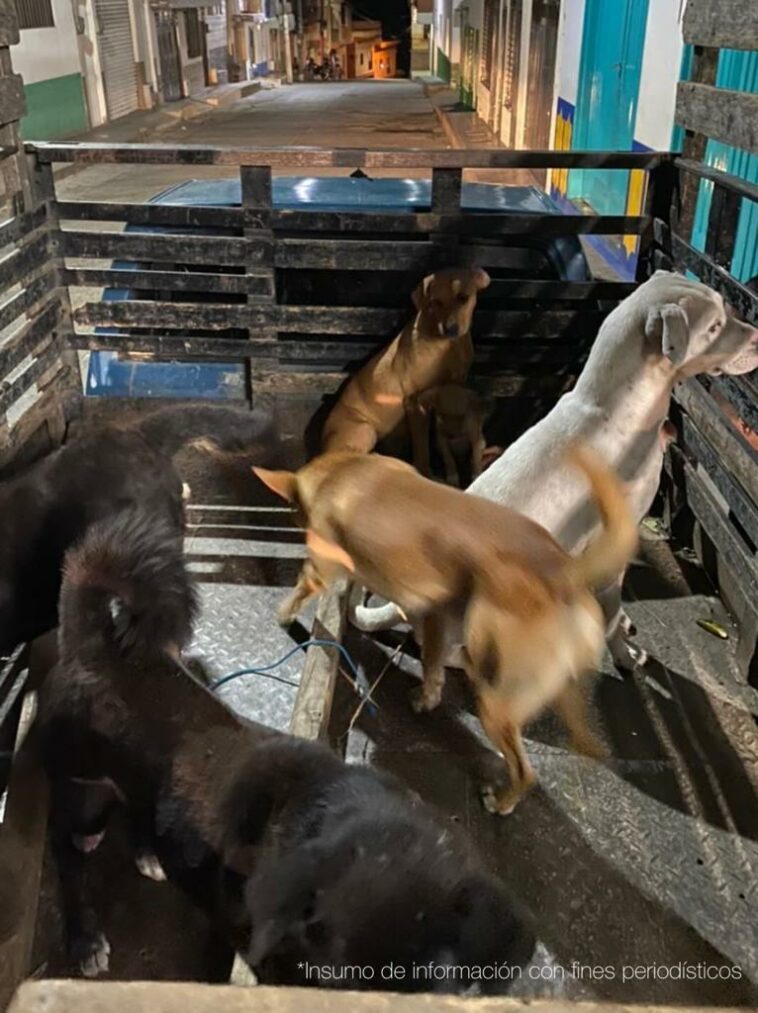 En la camioneta se observan cinco perros en el plantón de una camioneta.