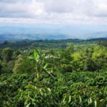 La estrategia para impulsar el turismo del Huila con ‘Ruta del café’