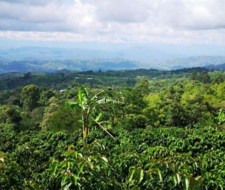 La estrategia para impulsar el turismo del Huila con ‘Ruta del café’