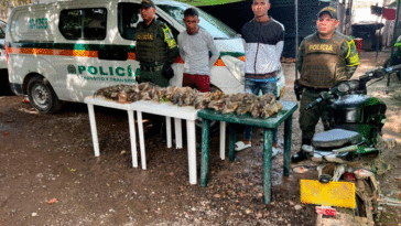 Llevaban 30 iguanas ocultas en un bolso