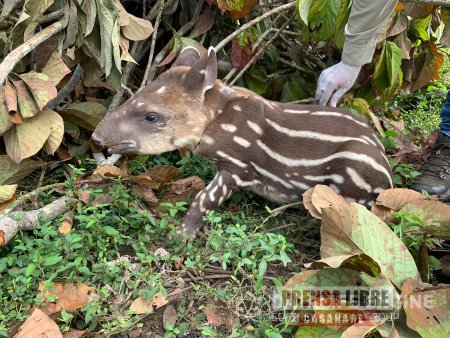 Maltrato a una danta que tenían como “mascota” en La Macarena