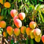 mangos en exportación