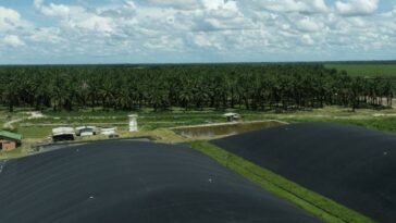 Manuelita, primera en el sector palmero con bonos de reducción de CO2