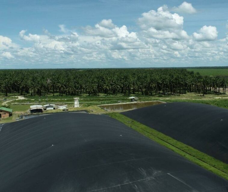 Manuelita, primera en el sector palmero con bonos de reducción de CO2