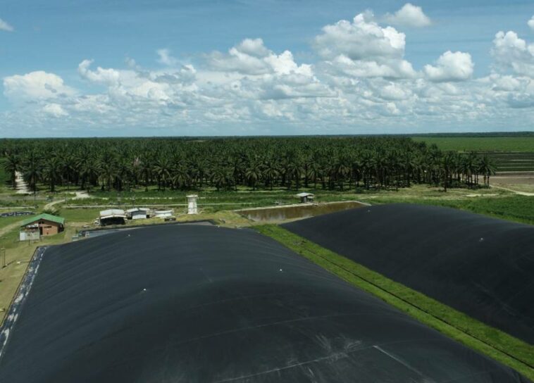 Manuelita, primera en el sector palmero en Colombia en obtener bonos de reducción de CO2.