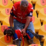 Medallo Quinta Estrella, DIM, Deportivo Independiente Medellín Giraldo Zuluaga, mascota, fútbol, Q’Hubo Medellín