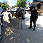 Policía Nacional lidera campaña contra el maltrato animal en Bolívar