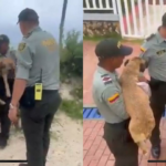 Policía rescata animales callejeros tras alerta por tormenta Julia en San Andrés