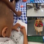 “Terapia con peludos para sanar”: amor puro recibe a niños y adultos con perros de asistencia en Cali