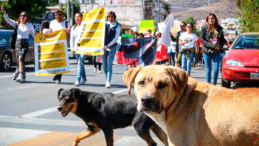 Valledupar camina este domingo por la vida animal