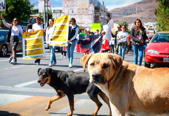 Valledupar camina este domingo por la vida animal