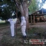 Varios animales muertos y dos personas lesionadas en ataque de abejas en zona rural de Orocué