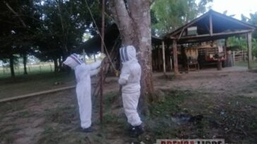 Varios animales muertos y dos personas lesionadas en ataque de abejas en zona rural de Orocué