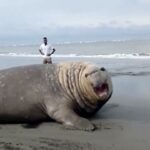 Video: en redes registran un elefante marino en playa de Buenaventura