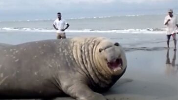 Video: en redes registran un elefante marino en playa de Buenaventura