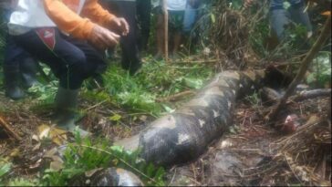 Serpiente se traga una mujer