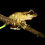 Unimagdalena participa en descubrimiento de nuevas ranas en la Sierra Nevada