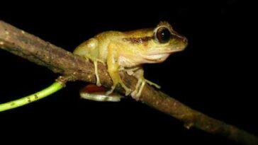 Unimagdalena participa en descubrimiento de nuevas ranas en la Sierra Nevada