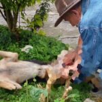 perrito maltratado