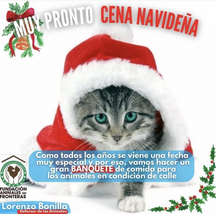 Animalistas realizarán cena navideña para perros y gatos callejeros en Santa Marta