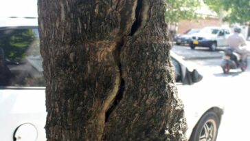 Comunidad hace llamado por árbol en mal estado en el Altico 