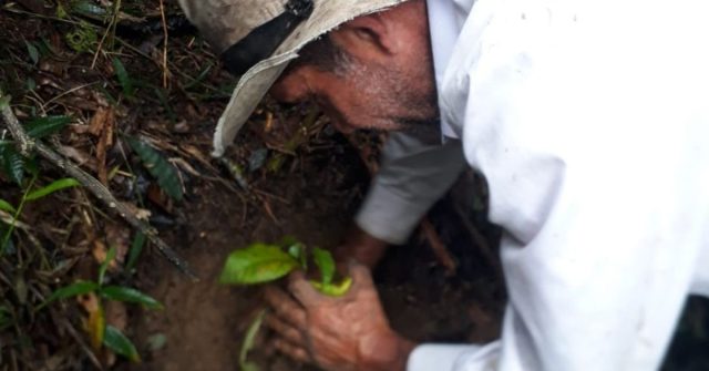 Con la siembra de más de 200 árboles en Génova, se contribuirá a la protección del recurso hídrico