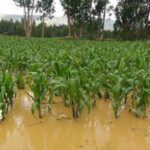 cultivos dañados por lluvias