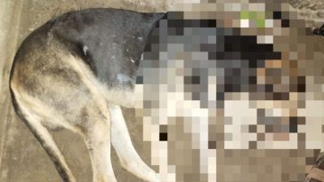 Denuncian envenenamiento masivo de perros y gatos en zona rural de San Pelayo