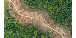 Desarticulan banda señalada de deforestar 200 hectáreas de bosque en Cundinamarca
