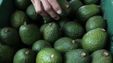 Dólar caro no le ayuda a las exportaciones de aguacate hass, ¿por qué?