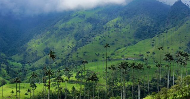 El Quindío es destacado como el destino del ‘océano verde por descurbrir’