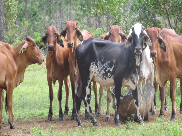 En Puerto Rondón, Arauca, ganaderos que movilicen o comercialicen bovinos deben identificar los animales