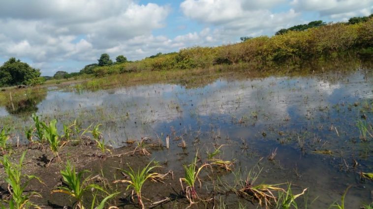 Guaimaro en alerta por inundaciones que acabaron con las cosechas y el ganado