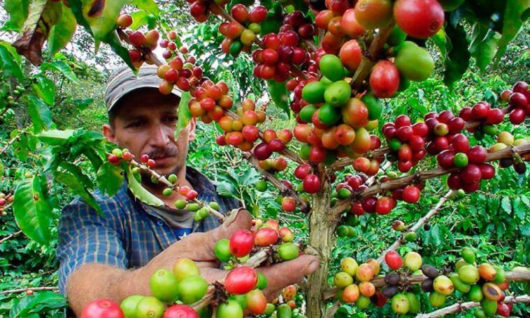 Huila sigue liderando el ranking de la producción cafetera del país